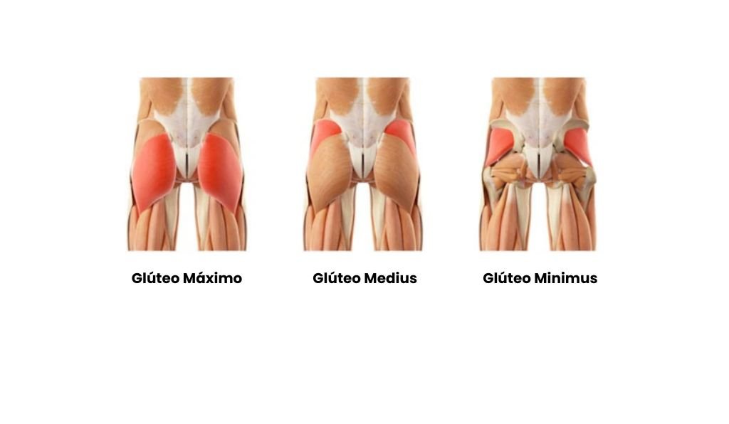 Músculos que compõem os glúteos