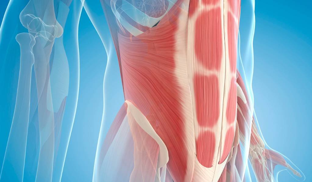 músculo transverso do abdomen